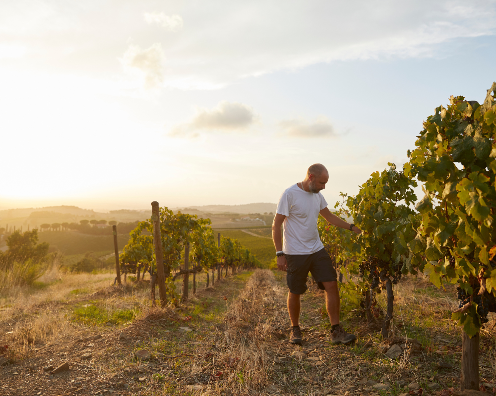 Brancaia_in_Maremma